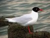 Mediterranean Gull at SOG Area (Steve Arlow) (81895 bytes) Mediterranean Gull at SOG Area (Steve Arlow) (81895 bytes)